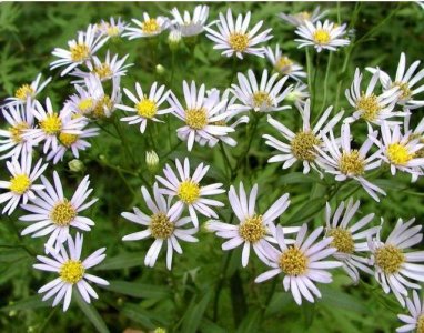 ​农村种植山白菜，每亩产好几百公斤，价格很不错，月收入好几千