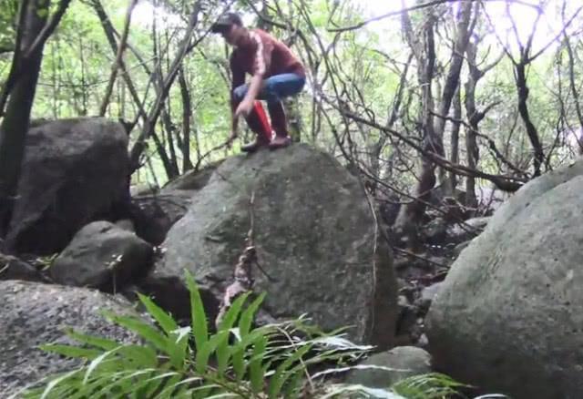 农村深山里的这种植物，名叫石上藕的珍贵药材，你认不认识