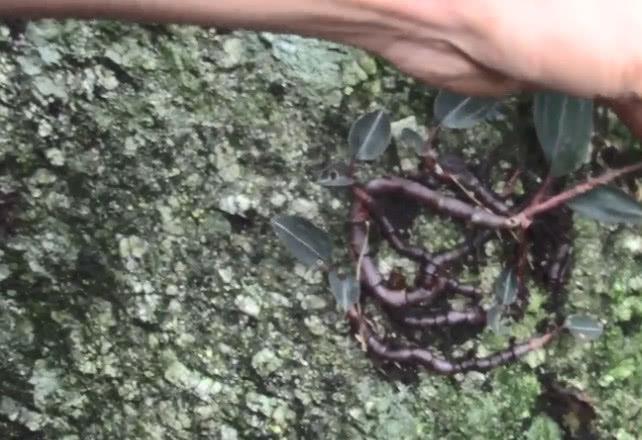 农村深山里的这种植物，名叫石上藕的珍贵药材，你认不认识