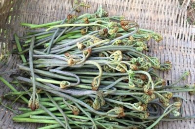 ​农村这种像猫爪子的野菜，如果你家有请珍惜，它是珍稀山野菜！