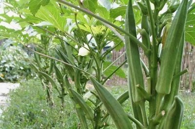 ​农村一种植物嫩果可当蔬菜食用，种子榨油有咖啡香味，但有小毒