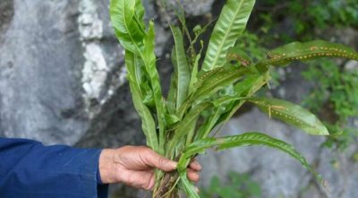 ​农村随处可见的奇草，如今价值不菲，图一可补肾