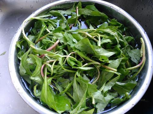 农村清明时节的一种野菜，营养价值堪比人参，有种人不能吃