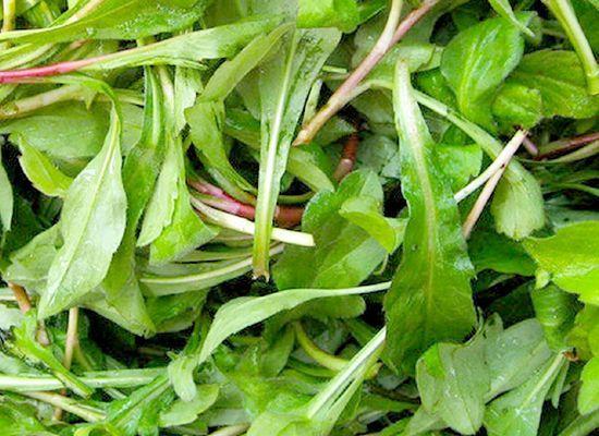 农村清明时节的一种野菜，营养价值堪比人参，有种人不能吃