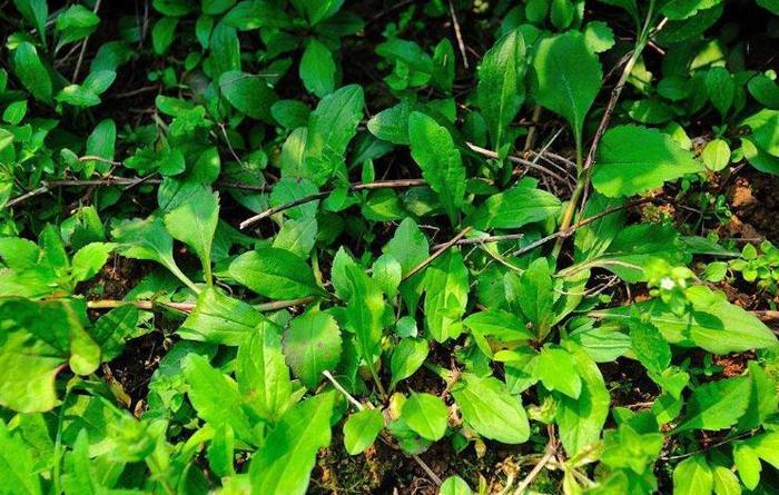 农村清明时节的一种野菜，营养价值堪比人参，有种人不能吃