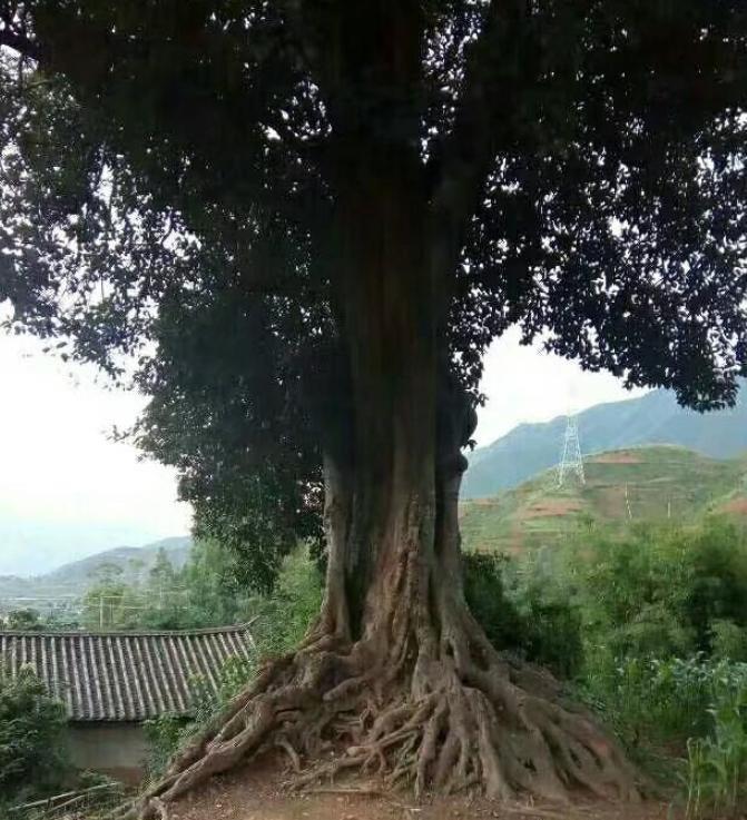 农村老人常说，院子里不能栽榕树，究竟是科学还是迷信？