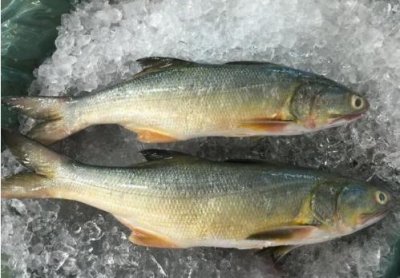 ​它是排名第一好吃的海鱼，鱼肉似“千层糕”，很多人没吃过真亏