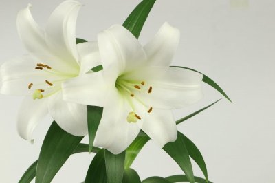 ​百合开花后怎么处理