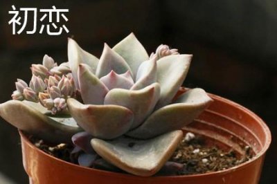 ​初恋和花月夜的区别