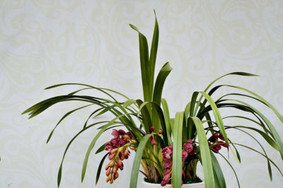 ​大花蕙兰的四季养护方法