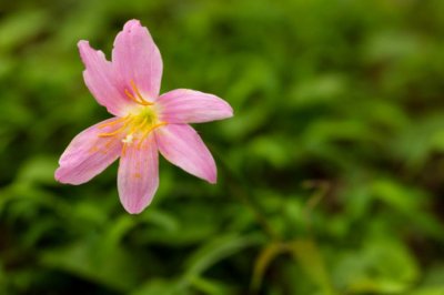 ​风雨兰怎么繁殖