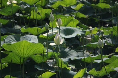 ​莲花简介，莲花有毒吗