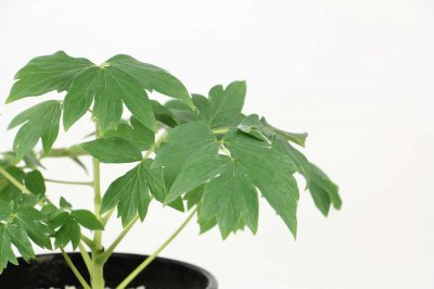 ​牡丹如何进行栽培管理，牡丹栽培与管理