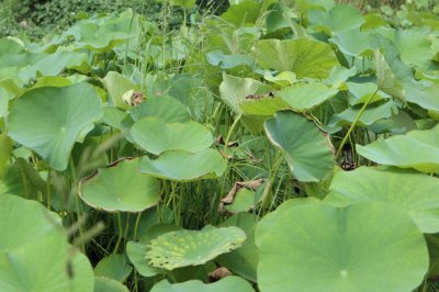 ​水培荷花的养殖方法，荷花能土培吗