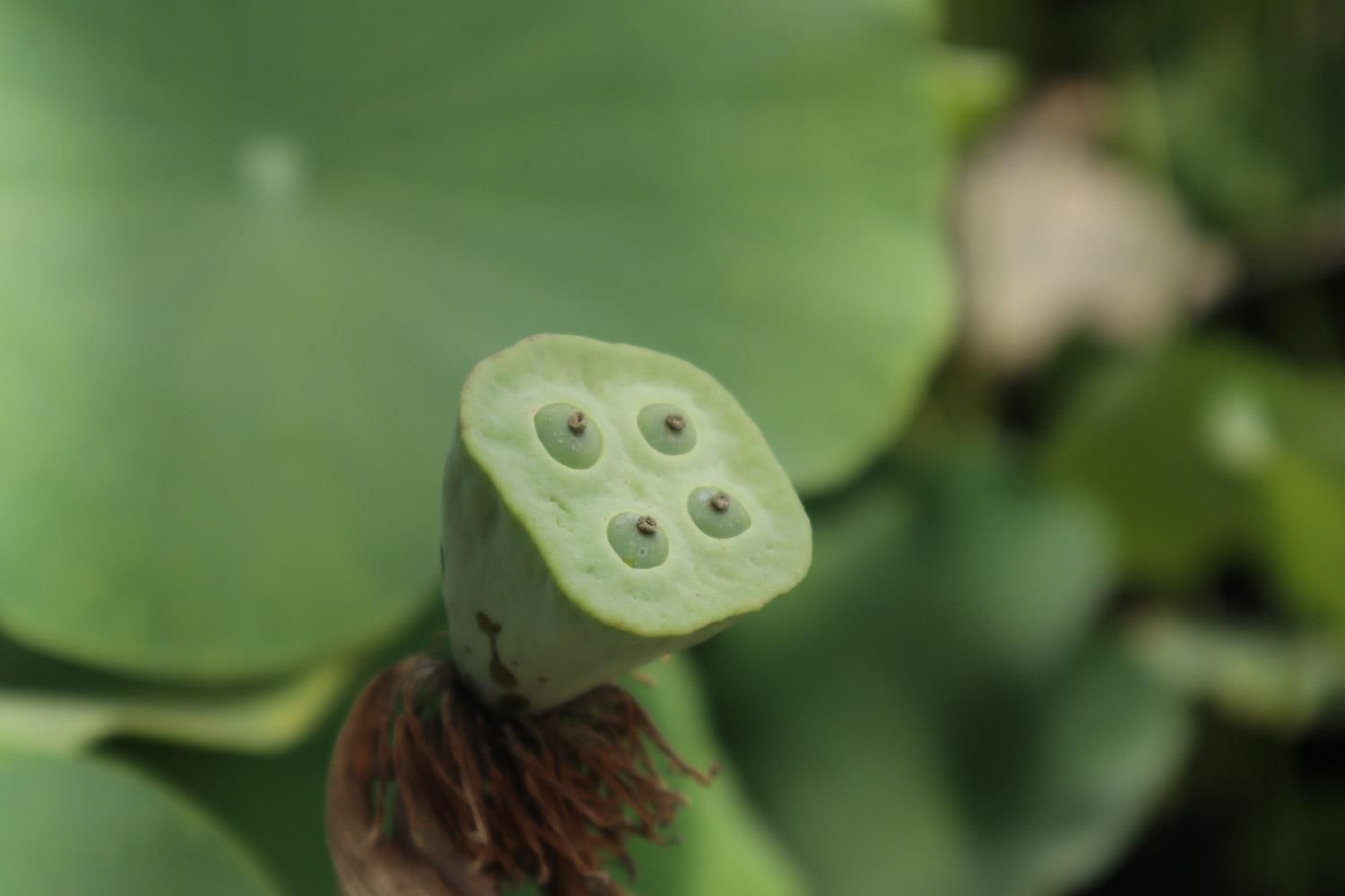 荷花 荷花