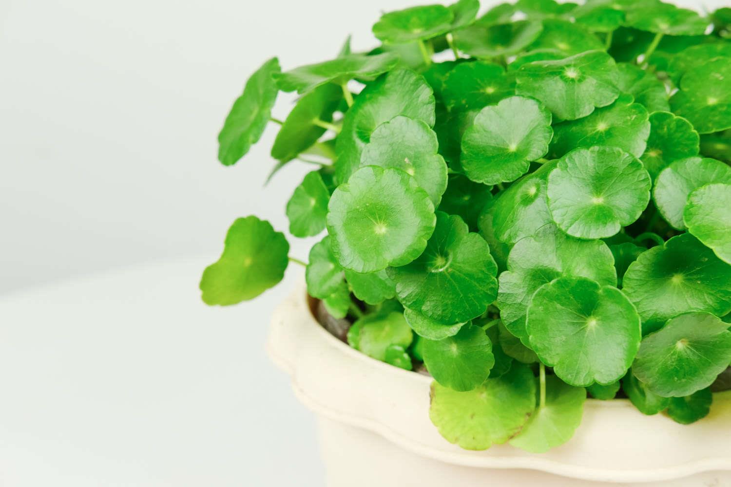 铜钱草 铜钱草