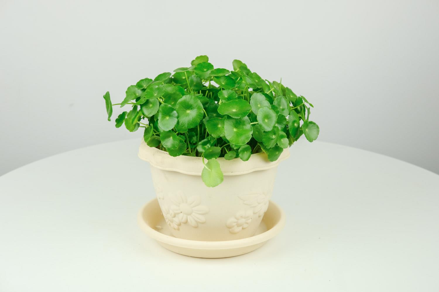 铜钱草 铜钱草