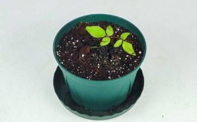 ​铁线莲小苗怎样养壮