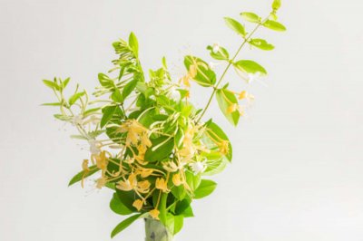 ​金银花怎样繁殖，如何管理