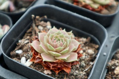​刚种的多肉浇水会死吗