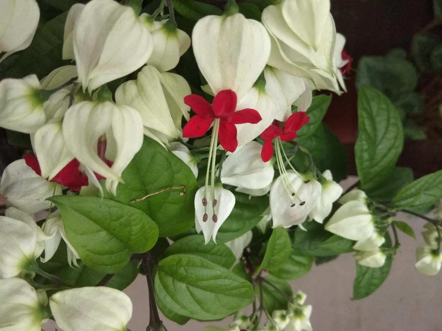 龙吐珠 龙吐珠