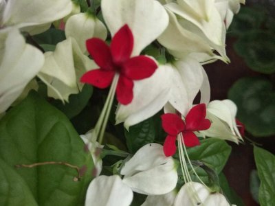​龙吐珠怎么养开花多