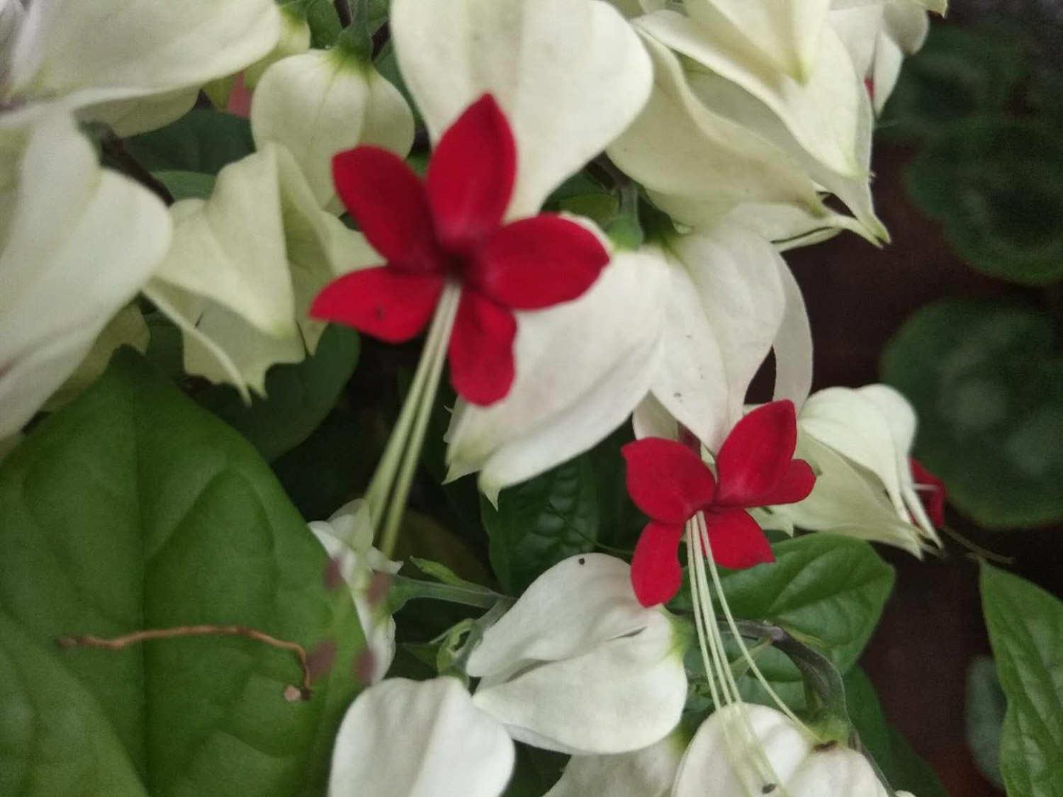 龙吐珠 龙吐珠