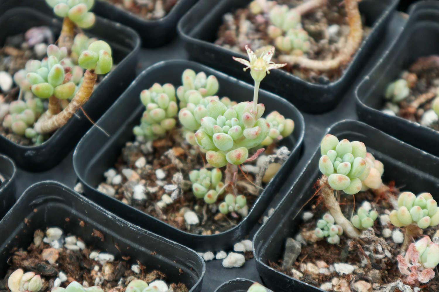 绿豆 绿豆