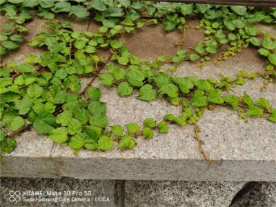 ​种植爬山虎多大的盆，刚种的爬山虎怎么施肥