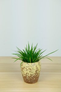 ​菖蒲有毒吗