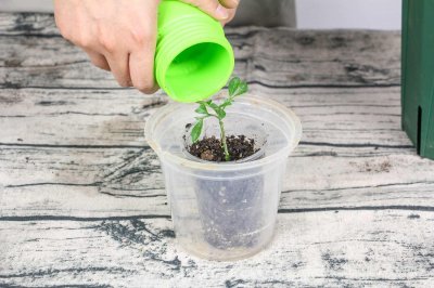 ​米兰的花语和寓意，有什么传说故事