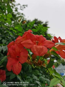 ​凌霄花怎么繁殖方法，是什么季节开的