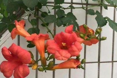 ​凌霄花和牵牛花的区别