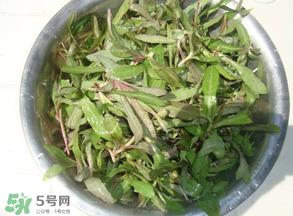 曲曲菜孕妇能吃吗？孕妇可以吃曲曲菜吗？