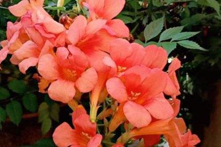 凌霄花 凌霄花