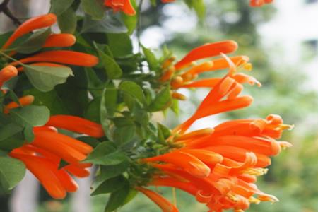 凌霄花 凌霄花