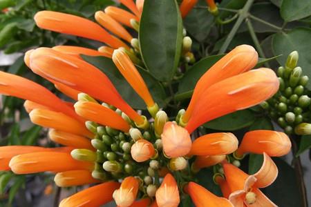 炮仗花 炮仗花