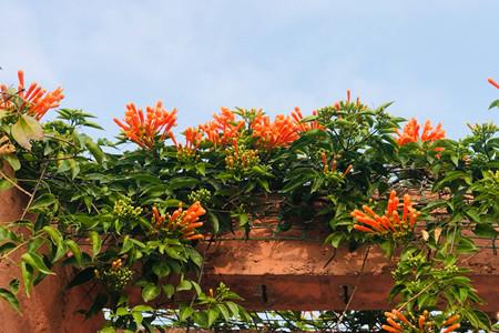炮仗花 炮仗花