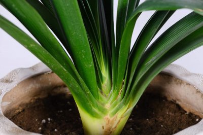​他的君子兰年年开花，连结10个果，到底咋养的？