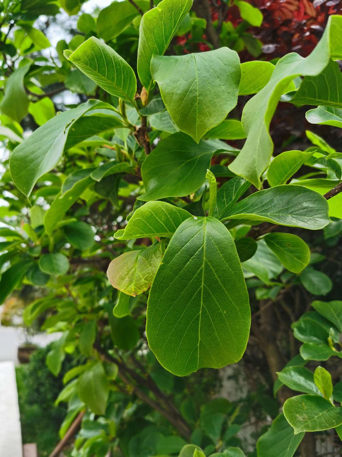 玉兰 玉兰