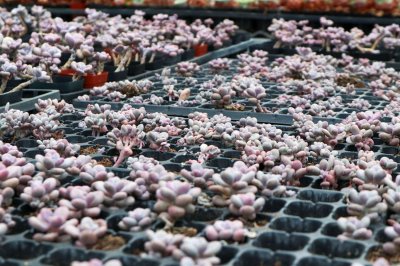 ​桃蛋胖成鸽子蛋，竟是浇了这种水，肥料钱全省了！