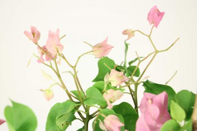​三角梅怎样爆盆