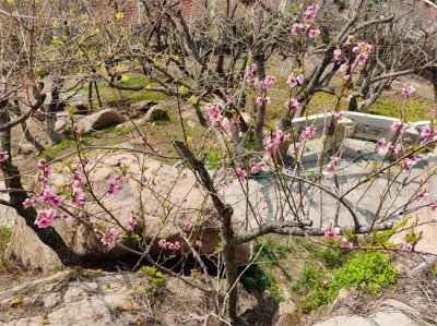 ​桃花怎么浇水，盆栽桃花多久浇水一次