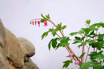 ​新买的荷包牡丹怎么养