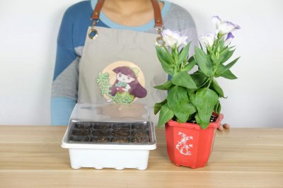 ​洋桔梗的花期调控