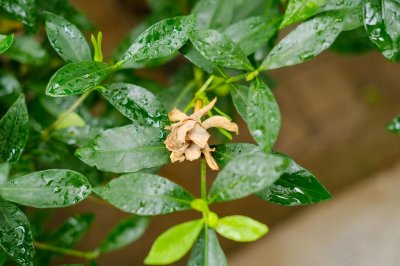 ​栀子花怎么缓苗