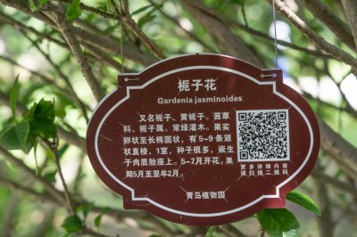 ​十月“栀子花”这么养，喷点“它”，叶子油绿花开一茬