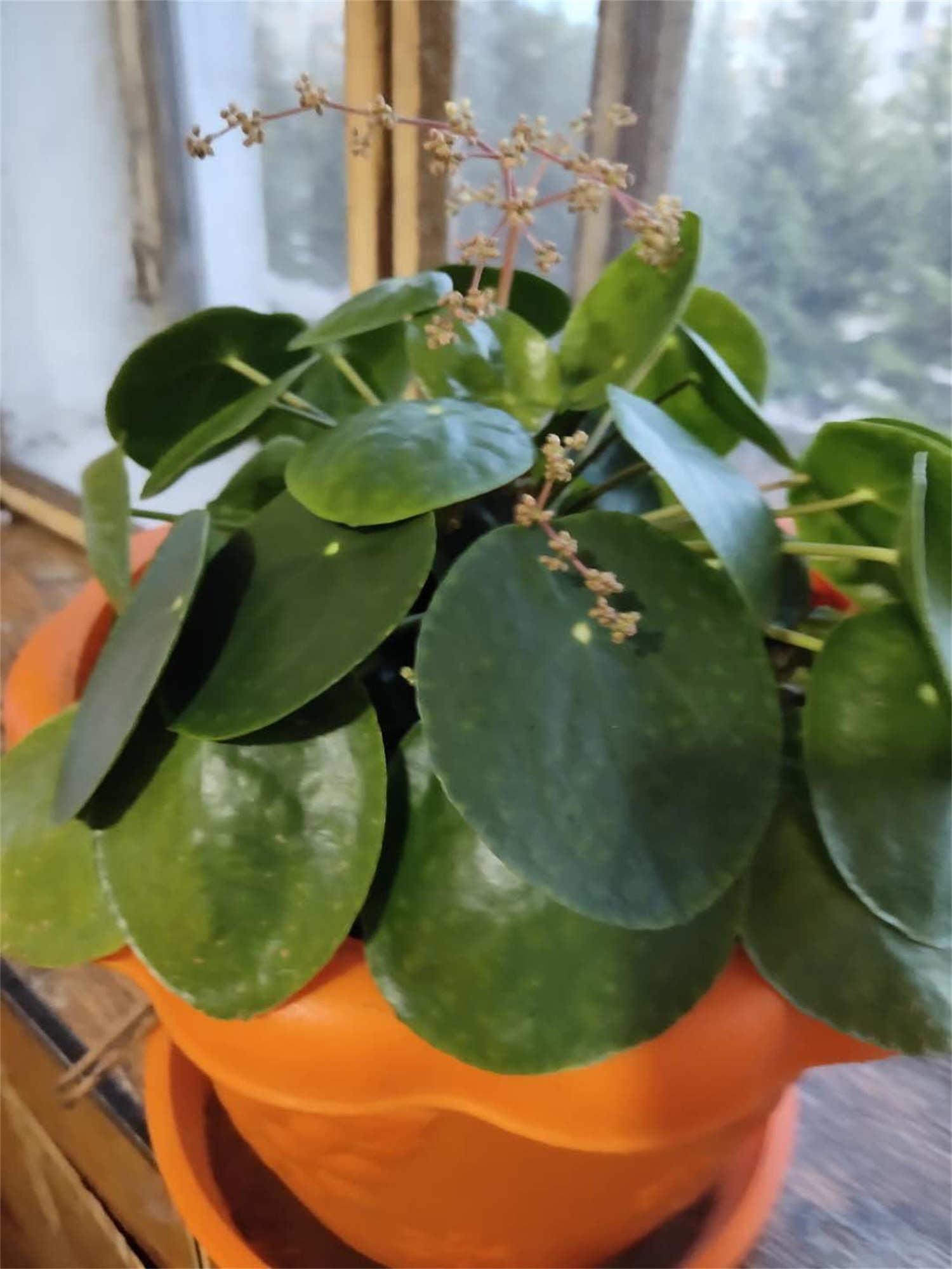 镜面草 镜面草