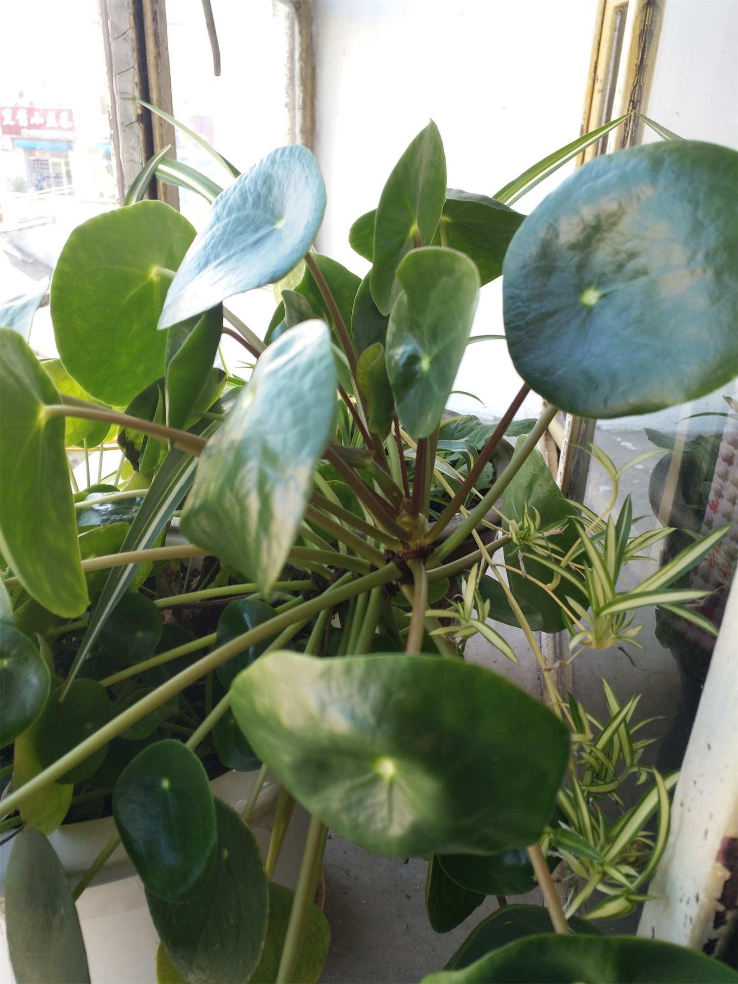 镜面草 镜面草