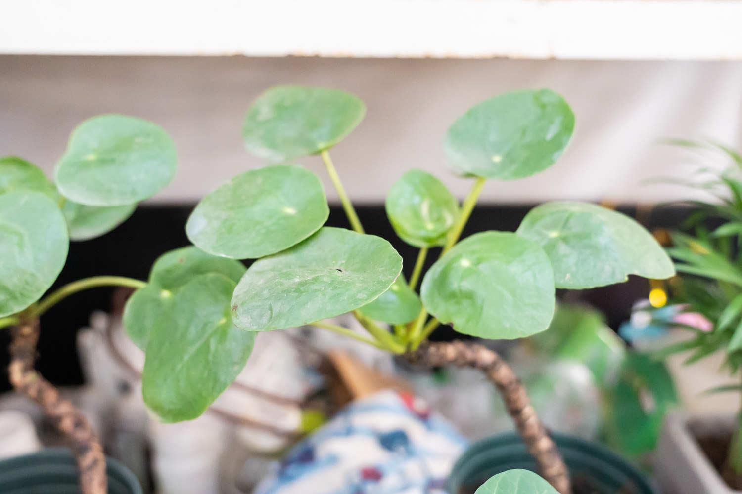 镜面草 镜面草